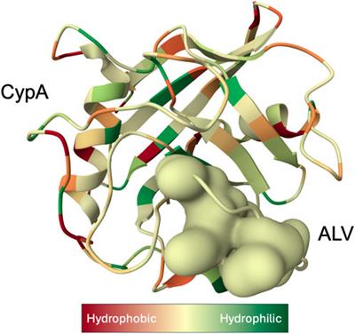 Cyclophilin inhibition as a strategy for the treatment of human disease